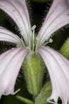 Eastern fringed catchfly